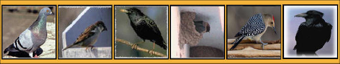 Pigeons Sparrows Starlings Swallows Woodpecker Crow Control Removal 