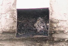 Pigeon nest cloging a roof drain backing up the water to the roof