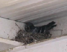 Pigeon on nest up under and overhang of I beams and sheet metal