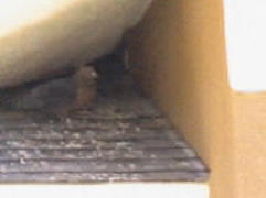 Pigeon under an eave and is looking to start build a nest
