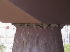 Swallows nesting under a bridge