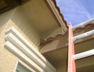 Tile roof overhangs make great nesting sites 