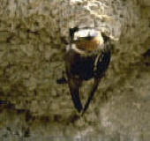 Cliff swallow outside the mud nest