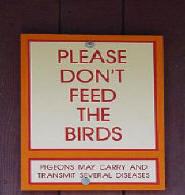 Please don't feed the birds they carry diseases and one pigeon will turn into many in a short time.